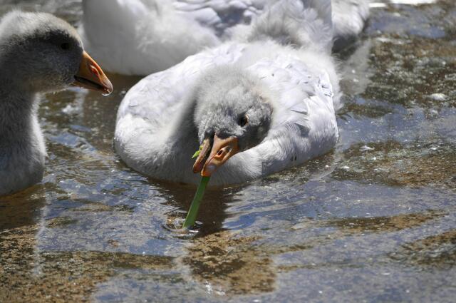 Ups, was hab ich denn da gefunden? | Foto: Daniela Somers