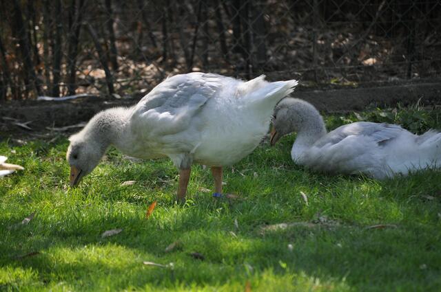 Nebenan bei Familie Gans | Foto: Daniela Somers
