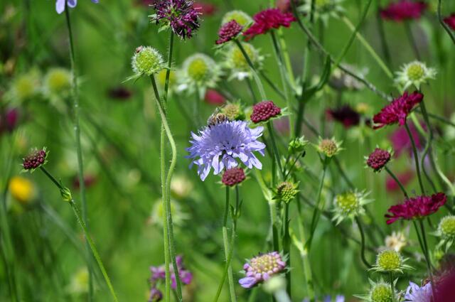 Wunderschöne Blütenwiese | Foto: Daniela Somers