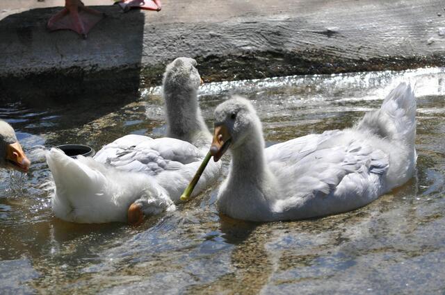 Zu lang zum schlucken. Aber vielleicht als Trinkrohr zu gebrauchen? | Foto: Daniela Somers