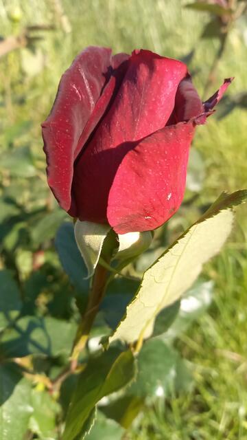 Edelrose Papa Meilland | Foto: Ursula Hamann