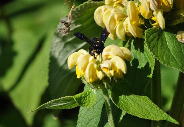 Holzbiene am Syrischen Brandkraut | Foto: Daniela Somers