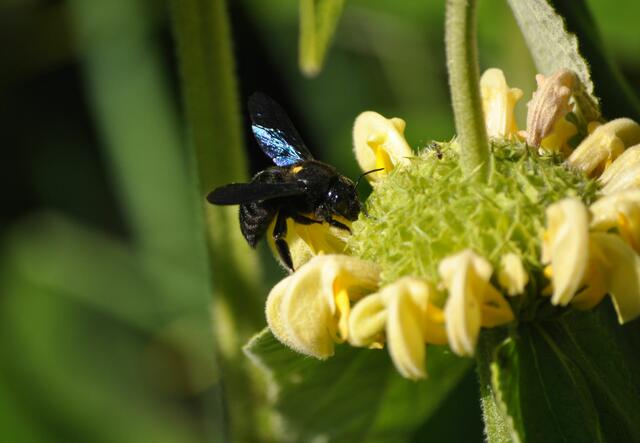 Holzbiene am Syrischen Brandkraut | Foto: Daniela Somers