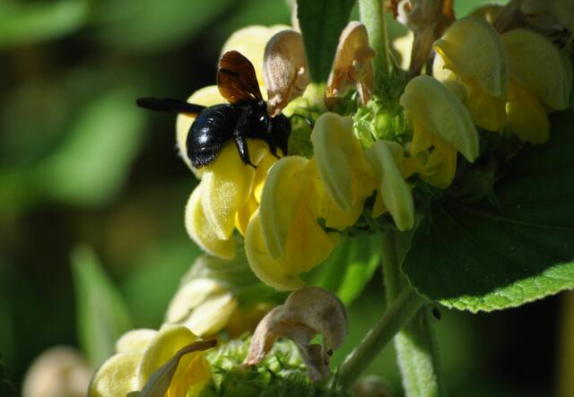 Holzbiene am Syrischen Brandkraut | Foto: Daniela Somers