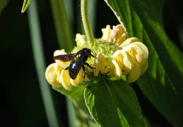 Die Blüten werden von oben angebohrt. Für so eine große Biene ist das leichter als von unten reinzugrabbeln. | Foto: Daniela Somers