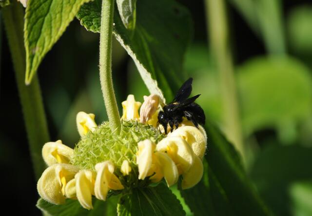 Holzbiene am Syrischen Brandkraut | Foto: Daniela Somers
