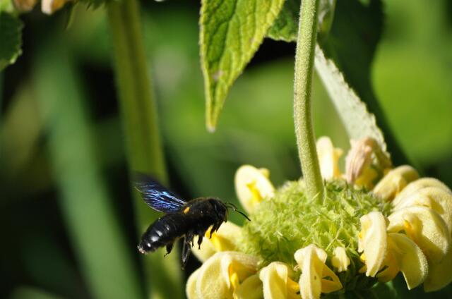 Holzbiene am Syrischen Brandkraut | Foto: Daniela Somers