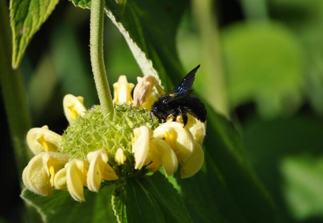 Holzbiene am Syrischen Brandkraut | Foto: Daniela Somers