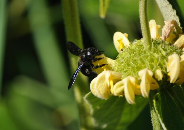 Holzbiene am Syrischen Brandkraut | Foto: Daniela Somers