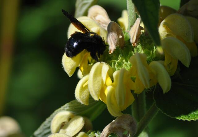 Holzbiene am Syrischen Brandkraut | Foto: Daniela Somers