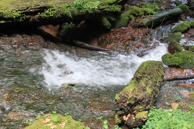 immer nah am Wasser | Foto: Ralf Röser