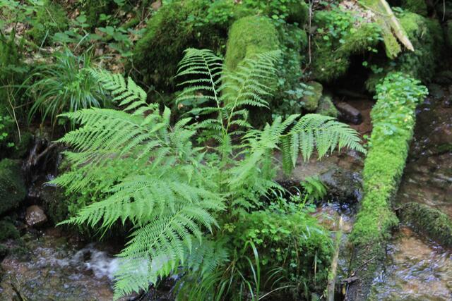 Farn😍 | Foto: Ralf Röser