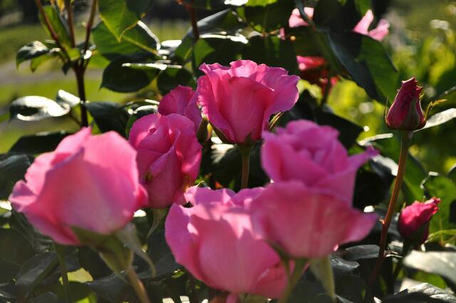 Entlang des Weinbergwegs wachsen überall Rosen. Diese hier ist die Mc Cartney Rose.  | Foto: Daniela Somers