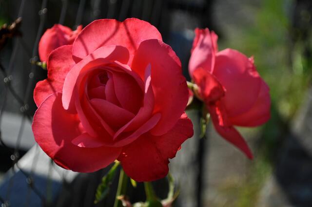 In allen Farben sieht man hier die Rosen blühen | Foto: Daniela Somers