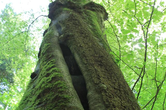 was für ein Brummer | Foto: Ralf Röser
