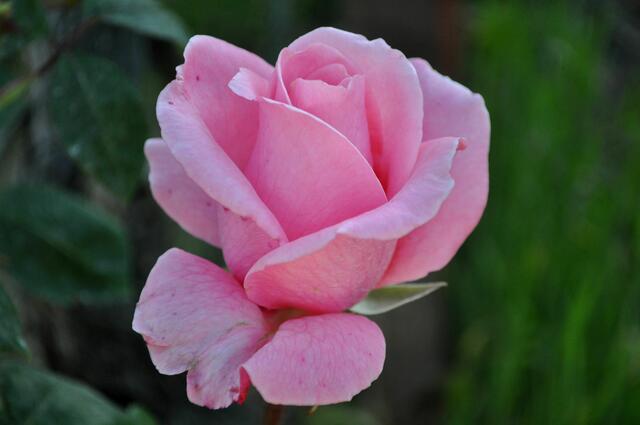Wunderschön blühen die Rosen im Moment. Ursprünglich pflanzten die Weinbergbauern die Rosen nur als Anzeiger für Pilzkrankheiten. Da die Rosen ein wenig empfindlicher dafür sind, wussten die Wengerter wann sie ihre Weinreben gegen Pilzkrankheiten behandeln mussten. Nun hat sich das natürlich gewandelt. Es ist einfach ein wunderschöner Hingucker bis der Weinberg seine volle Schönheit im Herbst entfaltet. | Foto: Daniela Somers