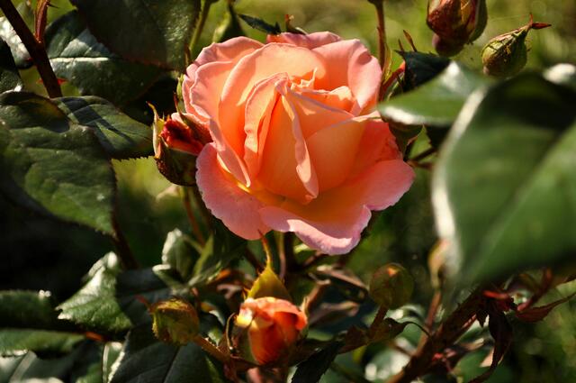 Einer meiner Lieblingsfarben bei den Rosen | Foto: Daniela Somers
