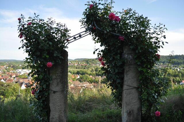 Blick auf Weinsberg durch den Rosenbogen | Foto: Daniela Somers