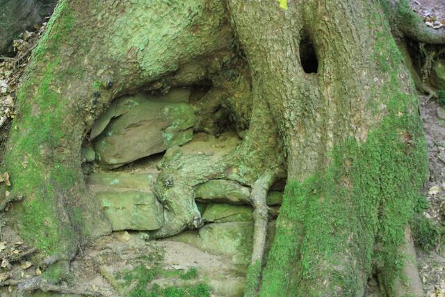 wow | Foto: Ralf Röser