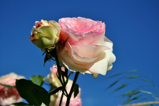 Die Eden Rose | Foto: Daniela Somers