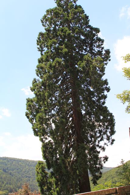 toller Mammutbaum | Foto: Ralf Röser