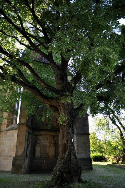 So ein schöner Baum steht vor dem Kriegerdenkmal an der Johanneskirche | Foto: Daniela Somers