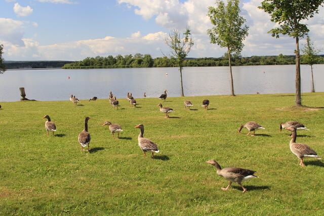 Altmühlsee- Vogelinsel🦢🦆🌞😍 | Foto: Ralf Röser
