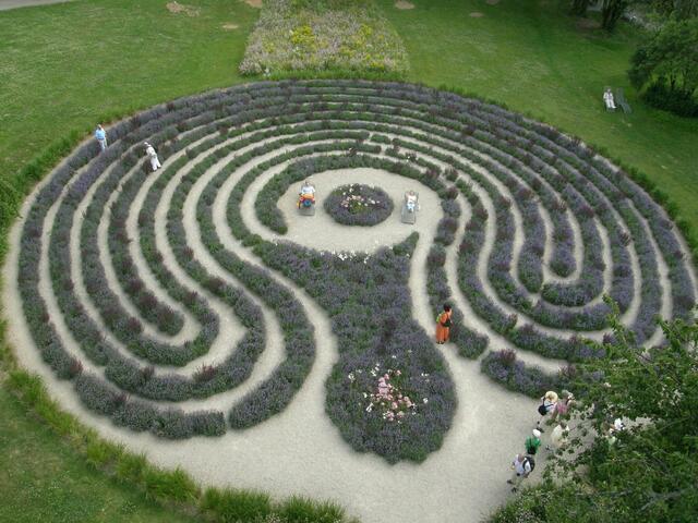 Ein Lavendellabyrinth in Bad Rappenau: Man muss nur weit genug entfernt sein, dann ist die Form eines Kreises zu erkennen! | Foto: Hans Peter Schmidt