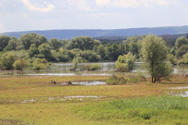 Altmühlsee- Vogelinsel🦢🦆🌞😍 | Foto: Ralf Röser