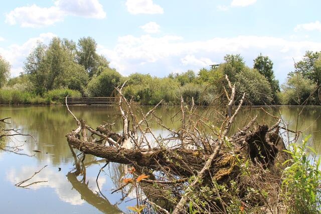 Altmühlsee- Vogelinsel🦢🦆🌞😍 | Foto: Ralf Röser