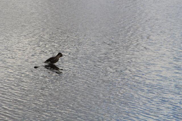 Altmühlsee- Vogelinsel🦢🦆🌞😍 | Foto: Ralf Röser