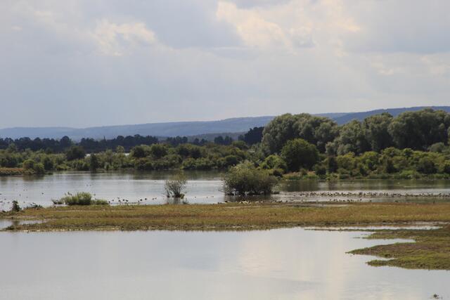 Altmühlsee- Vogelinsel🦢🦆🌞😍 | Foto: Ralf Röser