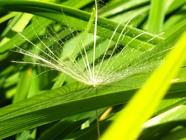 Das sieht schon sehr filigran aus | Foto: sigischlottke