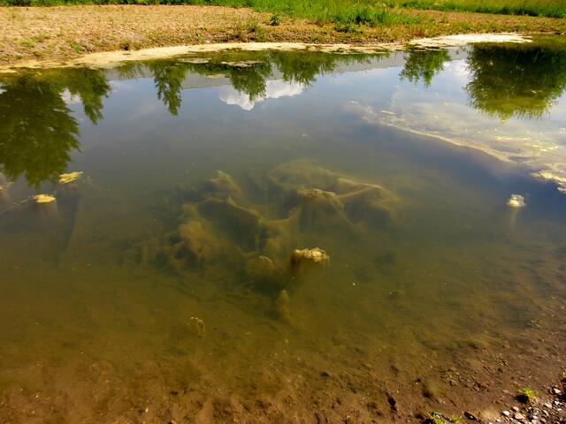 Spiegelung und Algen bei der Ausgleichsfläche | Foto: WandernGabyErich@gmx.de