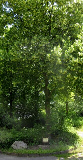 Europa Linde beim Züchterheim | Foto: WandernGabyErich@gmx.de