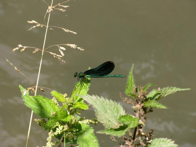 Blauflügel Prachtlibelle am Leinbach direkt in Frankenbach | Foto: WandernGabyErich@gmx.de