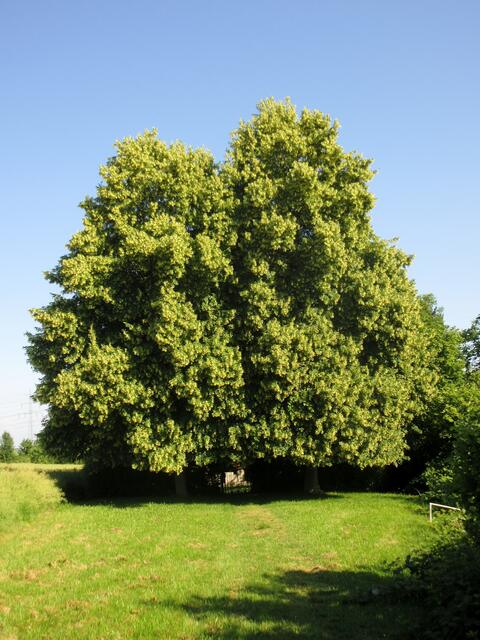 Die Linden am Eingang zum KZ-Friedhof stehen in voller Blüte | Foto: WandernGabyErich@gmx.de