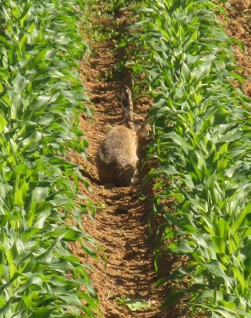 Der Hase saß im grünen ... Mais ;-) | Foto: WandernGabyErich@gmx.de