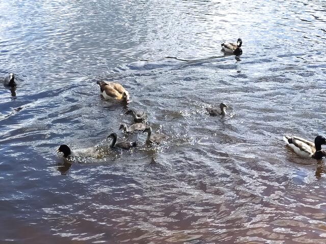 Wir hatten einen Apfelbutzen rein geworfen. Die Wasservögel sind pfeilschnell angeschwommen, angeflogen und über das Wasser gerannt. Ein Bild für Götter. Leider waren anfangs die Handys nicht gezückt, weil wir damit nicht gerechnet hatten. 
Die Enten, die Blässhühner und vor allem die Küken waren megaschnell.  | Foto: sigischlottke