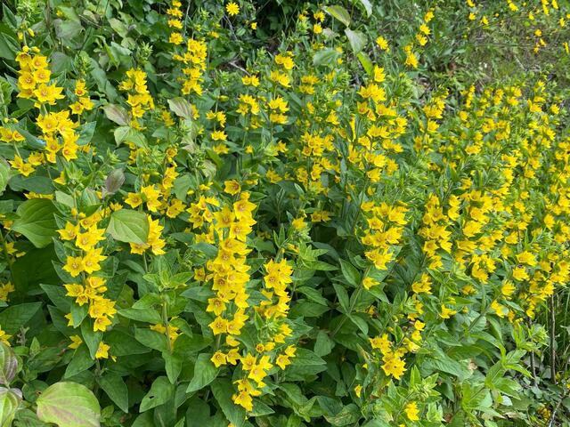Der Goldfelberich leuchtet am Wegesrand.  | Foto: Beate Bonte