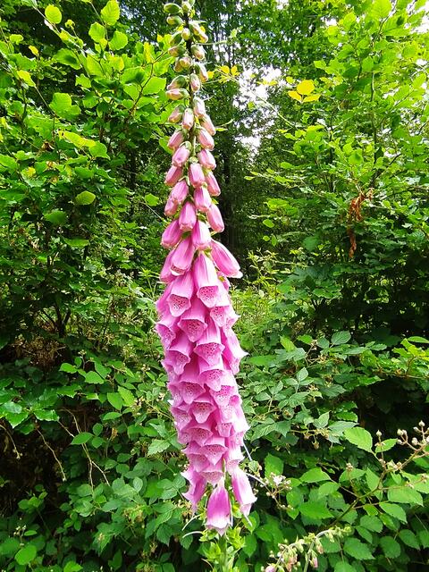 Immer wieder stehen einzelne Fingerhüte am Wegesrand....  | Foto: sigischlottke
