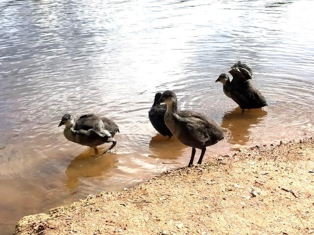 Das sind die hübschen und gar nicht mal so scheuen Blässhuhn-Küken.  | Foto: sigischlottke