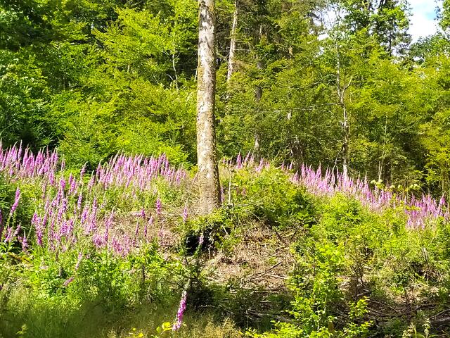 .... und dann sehen wir Fingerhut großflächig aus dem Wald leuchten - was für eine Pracht.  | Foto: sigischlottke