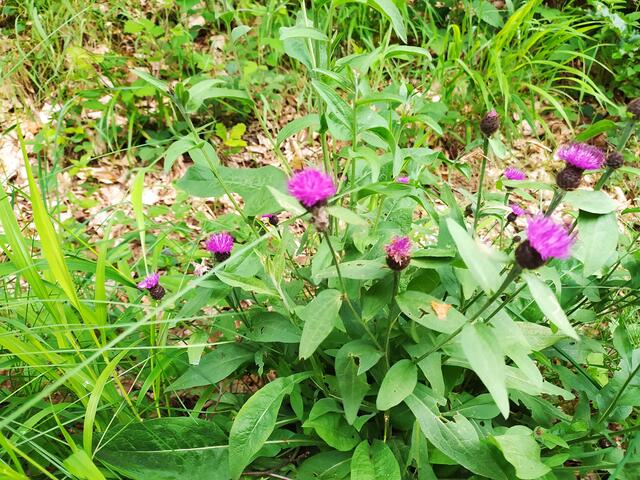 Flockenblume | Foto: sigischlottke