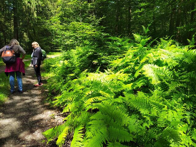 Weiter geht's. Immer wieder begleiten so schöne große Farne unseren Weg.  | Foto: sigischlottke