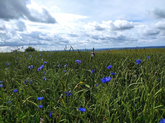 Gleich am Anfang ein herrliches Kornblumenfeld. Der Himmel sind noch dramatisch aus.  | Foto: sigischlottke
