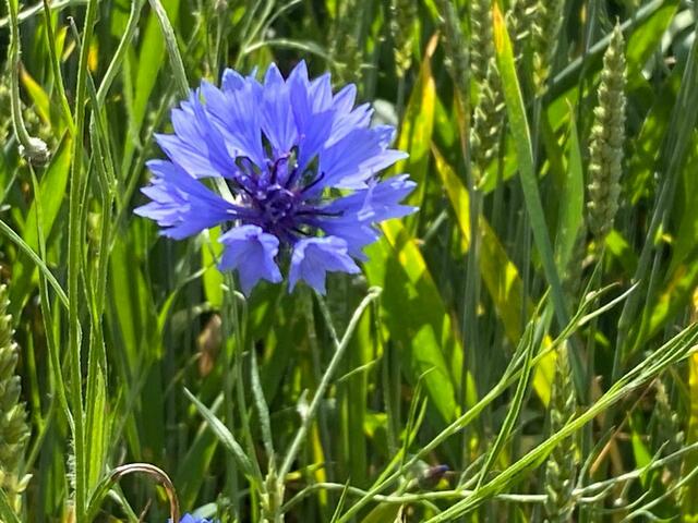 Zauberhafte Kornblume.  | Foto: Beate Bonte