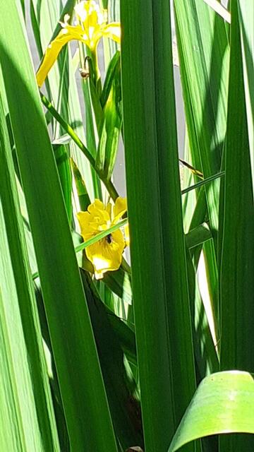 Wasserlilie | Foto: Karl-Heinz Trefz