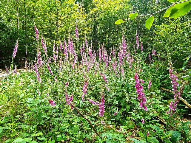 Ganz viel Fingerhut....  | Foto: sigischlottke