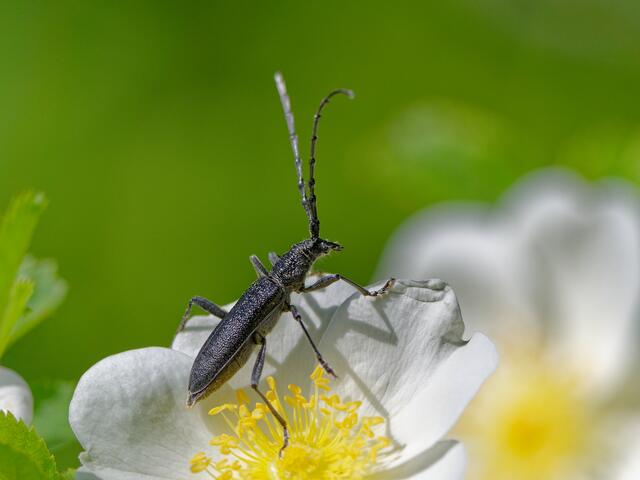 Bockkäfer  | Foto: Eigenes Bild TB